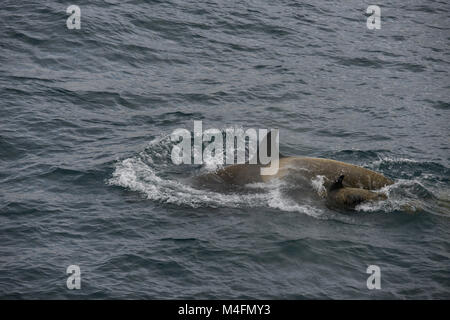 L'Antartide, a sud le isole Shetland. Le orche assassine (Orcinus orca) nei pressi di Half Moon Bay a Half Moon Island. (62Â°35'27' W 59Â°54'18' S) Foto Stock