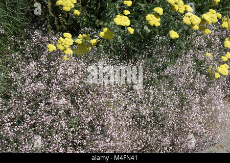 Gypsophila Rosenschleier ibrido, bambinos respiro Foto Stock