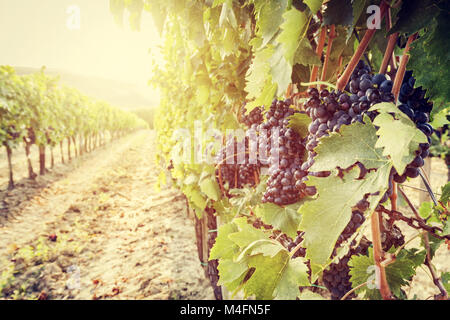 Mature uve da vino su vite in Toscana vigneto, Italia Foto Stock