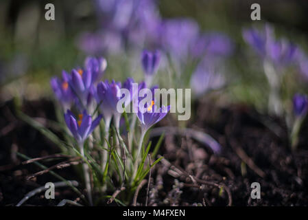 Shrewsbury, Regno Unito 16 Febbraio 2018. I fiori stanno cominciando a pop up in e attorno alla cava in Shrewsbury, Shropshire. I primi segni che la primavera è il modo in una bella mattina di sole in Occidente Moidlands. Credito: Kelly Rann/Alamy Live News Foto Stock