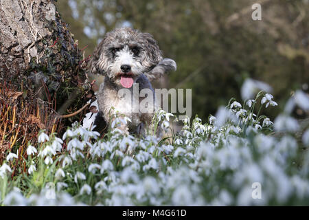 Peterborough, CAMBRIDGESHIRE. Xvi Feb, 2018. Regno Unito Meteo: Cookie il cane cockapoo gode del sole come non si riscalda queste belle snowdrops in Peterborough, CAMBRIDGESHIRE, il 16 febbraio 2018. Credito: Paolo Marriott/Alamy Live News Foto Stock