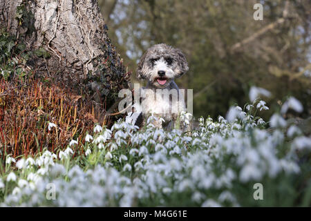 Peterborough, CAMBRIDGESHIRE. Xvi Feb, 2018. Regno Unito Meteo: Cookie il cane cockapoo gode del sole come non si riscalda queste belle snowdrops in Peterborough, CAMBRIDGESHIRE, il 16 febbraio 2018. Credito: Paolo Marriott/Alamy Live News Foto Stock