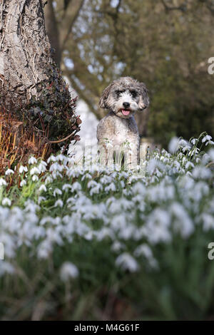 Peterborough, CAMBRIDGESHIRE. Xvi Feb, 2018. Regno Unito Meteo: Cookie il cane cockapoo gode del sole come non si riscalda queste belle snowdrops in Peterborough, CAMBRIDGESHIRE, il 16 febbraio 2018. Credito: Paolo Marriott/Alamy Live News Foto Stock