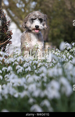 Peterborough, CAMBRIDGESHIRE. Xvi Feb, 2018. Regno Unito Meteo: Cookie il cane cockapoo gode del sole come non si riscalda queste belle snowdrops in Peterborough, CAMBRIDGESHIRE, il 16 febbraio 2018. Credito: Paolo Marriott/Alamy Live News Foto Stock