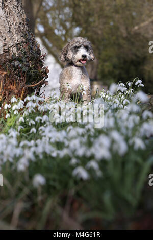 Peterborough, CAMBRIDGESHIRE. Xvi Feb, 2018. Regno Unito Meteo: Cookie il cane cockapoo gode del sole come non si riscalda queste belle snowdrops in Peterborough, CAMBRIDGESHIRE, il 16 febbraio 2018. Credito: Paolo Marriott/Alamy Live News Foto Stock