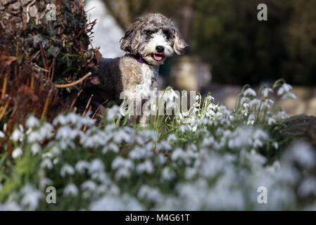 Peterborough, CAMBRIDGESHIRE. Xvi Feb, 2018. Regno Unito Meteo: Cookie il cane cockapoo gode del sole come non si riscalda queste belle snowdrops in Peterborough, CAMBRIDGESHIRE, il 16 febbraio 2018. Credito: Paolo Marriott/Alamy Live News Foto Stock