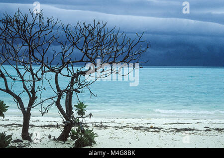 Mangrove tree sulla bianca spiaggia e vista oceano con cattivo tempo, isole delle Maldive Foto Stock