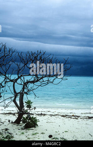 Bellissima struttura di mangrovie sulla bianca spiaggia e vista oceano con cattivo tempo, isole delle Maldive Foto Stock