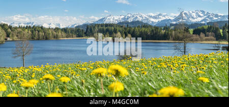 Fiore bellissimo prato al lago alpino e montagne coperte di neve. Foto Stock