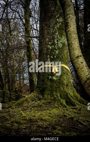 Un nastro giallo legato attorno un albero Foto Stock