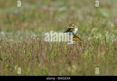 European Golden Plover-Pluvialis apricaria pulcino. Regno Unito Foto Stock