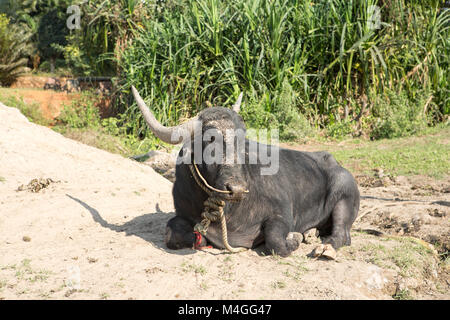 Grande mucca nera giacente a terra in India Foto Stock