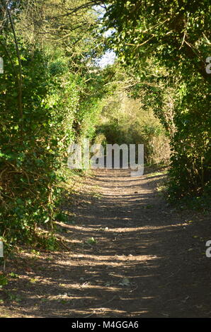 Tunnel di alberi, via dei pellegrini, snodland Foto Stock