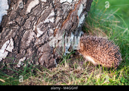 Piccolo porcospino vicino al registro di betulla in erba Foto Stock