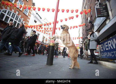 Quattro anni di Golden Retriever Hugo in posa per una fotografia in Gerrard Street a Chinatown, Londra, il primo giorno dell anno del cane in zodiaco cinese. Foto Stock