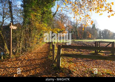 Diedrich-Speckmann-Weg im Herbst am Fluss Wümme, Fischerhude, Niedersachsen, Deutschland I Autunno in Fischerhude, Bassa Sassonia, Germania, Europa Foto Stock