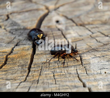 Un scarabeo rinoceronte su un taglio di un ceppo di albero. Una coppia di rinoceronte coleotteri. Foto Stock