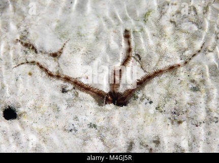 Stella fragile in tidepool, Zanzibar, Tanzania Foto Stock