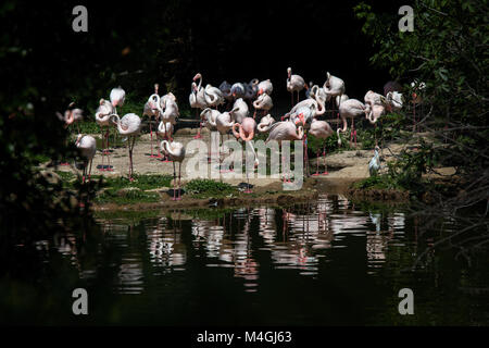 Sulle rive di un laghetto, un gruppo di fenicotteri rosa riposano al sole. Foto Stock