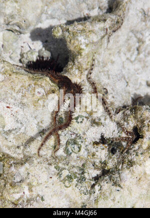 Stella fragile in tidepool, Zanzibar, Tanzania Foto Stock