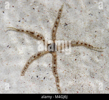 Stella fragile in tidepool, Zanzibar, Tanzania Foto Stock