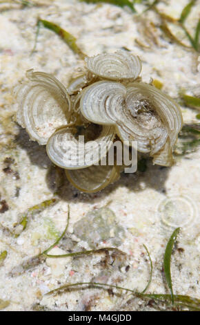 Pavone, Padina pavonica, Zanzibar, Tanzania Foto Stock