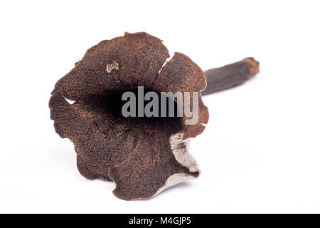 Il Corno di abbondanza è una wild e ricercati funghi commestibili che cresce nei boschi, questi sono stati trovati in Hampshire England Regno Unito GB Foto Stock