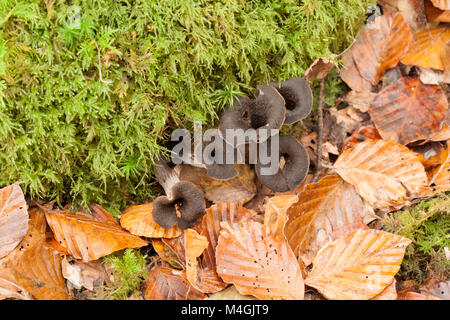 Il Corno di abbondanza è una wild e ricercati funghi commestibili che cresce nei boschi, questi sono stati trovati in Hampshire England Regno Unito GB Foto Stock