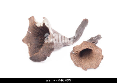 Il Corno di abbondanza è una wild e ricercati funghi commestibili che cresce nei boschi, questi sono stati trovati in Hampshire England Regno Unito GB Foto Stock