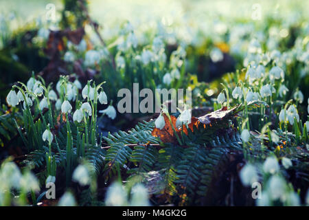 Wild Snowdrops sul bosco prato ricoperto di rugiada di mattina a freddo Febbraio mattina Foto Stock