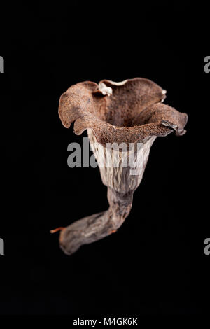 Il Corno di abbondanza è una wild e ricercati funghi commestibili che cresce nei boschi, questi sono stati trovati in Hampshire England Regno Unito GB Foto Stock