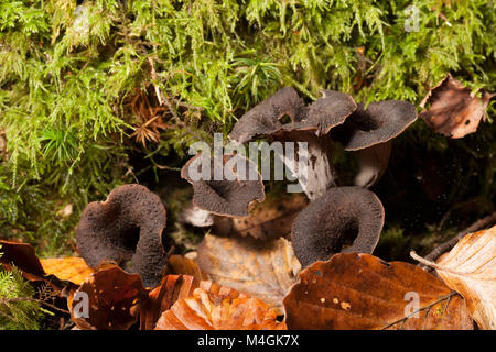 Il Corno di abbondanza è una wild e ricercati funghi commestibili Foto Stock