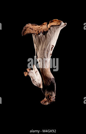 Il Corno di abbondanza è una wild e ricercati funghi commestibili che cresce nei boschi, questi sono stati trovati in Hampshire England Regno Unito GB Foto Stock