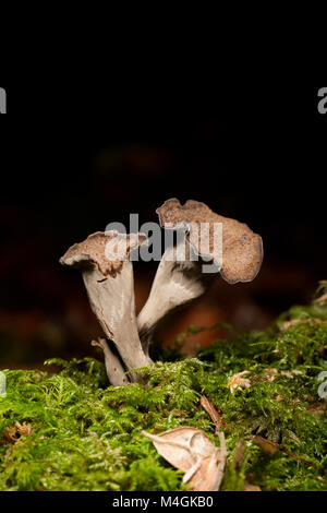 Il Corno di abbondanza è una wild e ricercati funghi commestibili che cresce nei boschi, questi sono stati trovati in Hampshire England Regno Unito GB Foto Stock