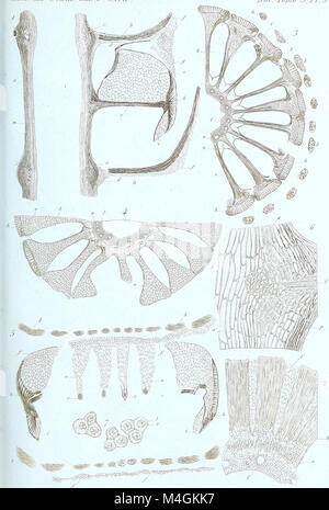 Annales des Sciences Naturelles Botaniques (17786832433) Foto Stock