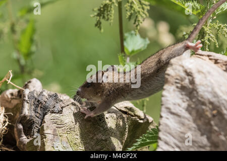 Mouse in salto Foto Stock