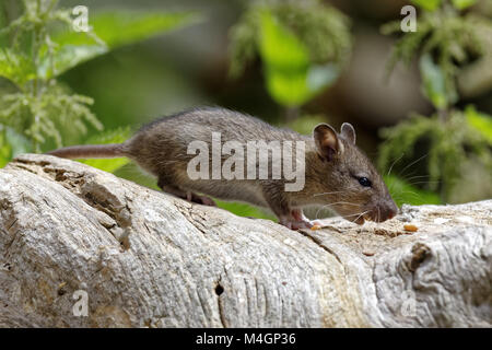 Mouse sulla ricerca alimentare Foto Stock