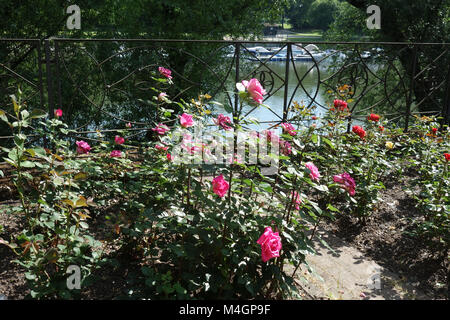 Rosa Agnes Bernauer, hybrid-rose Foto Stock