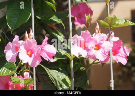 Mandevilla sanderi, Dipladenia, brasiliano jasmine Foto Stock