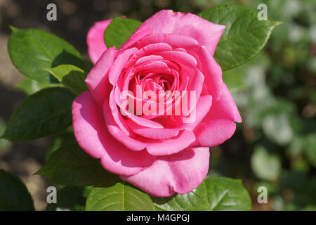 Rosa Agnes Bernauer, hybrid-rose Foto Stock