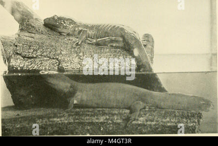 Il rapporto annuale 1915 della New York Zoological Society include resoconti dettagliati delle attività della società, della ricerca scientifica, degli sforzi per la conservazione degli animali e degli aggiornamenti sulle mostre zoologiche. Fornisce informazioni sullo stato della fauna selvatica e della zoologia durante quel periodo. Foto Stock