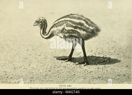 Il rapporto annuale 1915 della New York Zoological Society evidenzia i risultati ottenuti, le prestazioni finanziarie e i contributi alla zoologia, tra cui mostre, sforzi di conservazione e ricerca sugli animali. Foto Stock