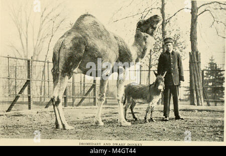 Il rapporto annuale 1915 della New York Zoological Society fornisce una panoramica delle sue attività, tra cui ricerca, sforzi di conservazione e programmi educativi. La relazione evidenzia i progressi compiuti nella conservazione della fauna selvatica e nella protezione delle specie. Foto Stock