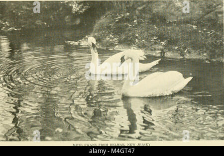 Il rapporto annuale 1915 della New York Zoological Society fornisce una panoramica delle attività della società, degli sforzi di conservazione e dei programmi di cura degli animali, riflettendo i risultati e gli obiettivi dell'organizzazione per quell'anno. Foto Stock