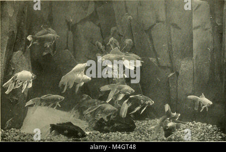 Il rapporto annuale 1915 della New York Zoological Society delinea i risultati ottenuti nella conservazione degli animali, nei programmi educativi e nello sviluppo della ricerca e delle strutture zoologiche. Foto Stock