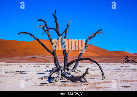 Pittoreschi alberi secchi in Parco Namib-Naukluft Foto Stock