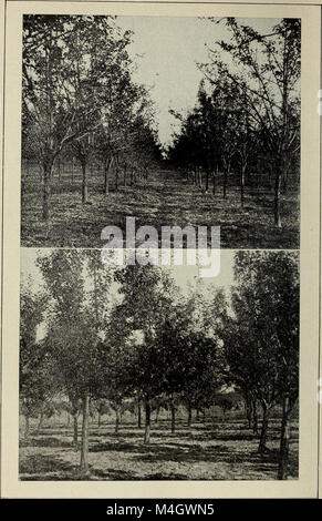 Il rapporto annuale 1914 della New York Agricultural Experiment Station discute dei progressi agricoli, della ricerca sulle colture e delle innovazioni agricole. Evidenzia studi sulla crescita delle piante, il controllo dei parassiti e la gestione del suolo. Foto Stock