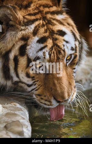 Tiger beve l'acqua Foto Stock