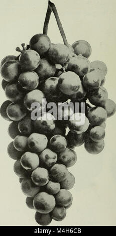 Relazione annuale dei coltivatori di frutta " Associazione di Ontario, 1904 (1905) (14778379332) Foto Stock