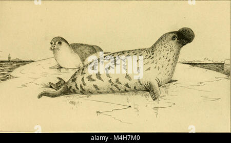 Relazione annuale del New Jersey e il Museo di Stato (1907) (19339311366) Foto Stock